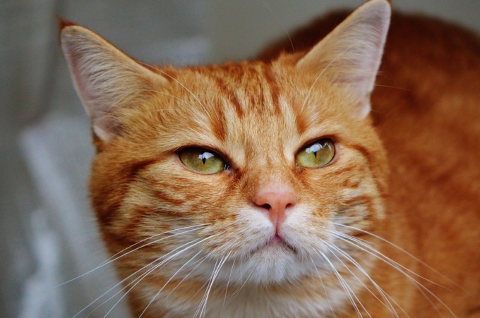 Gatto smarrito torna a casa dopo quattro anni. Muore investito da un’auto il giorno dopo