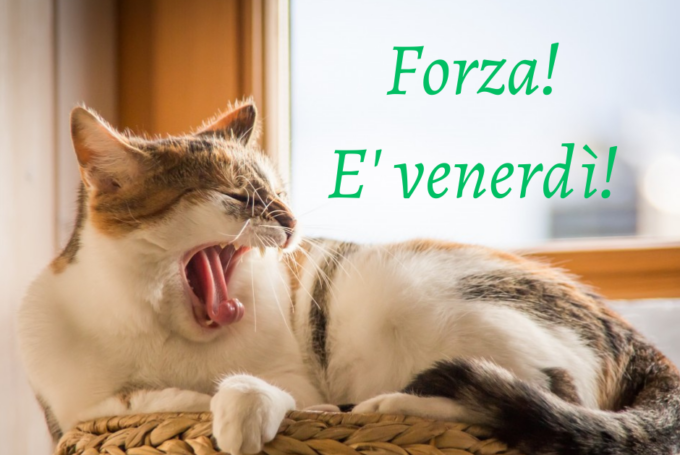 Buongiorno buon venerdì 8 novembre 2024: frasi e immagini gratis da inviare via WhatsApp