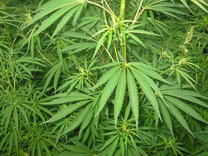 Quanto durano gli effetti della cannabis nel corpo (e quando ci si può mettere alla guida)