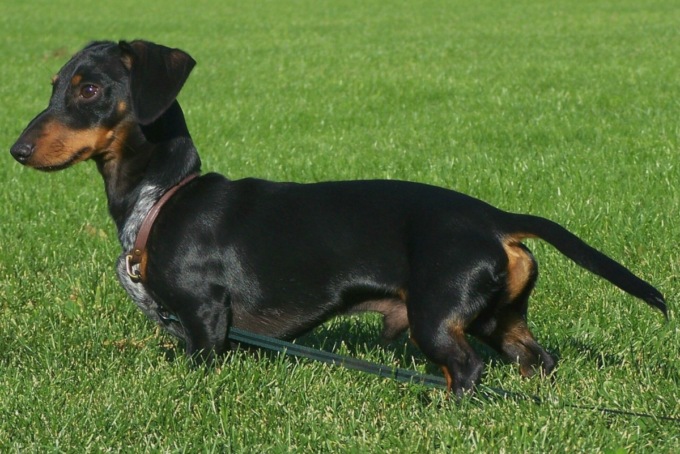 Porta il cane dalla dog sitter, glielo restituisce cremato in un’urna cineraria