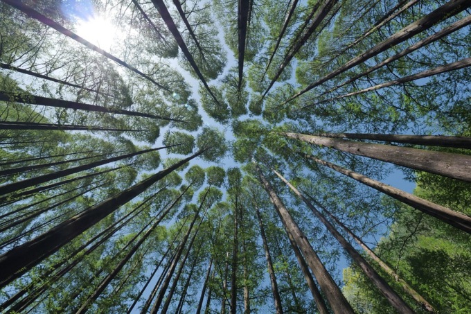 Giornata Nazionale degli Alberi 2024, un’occasione per riflettere su foreste e verde urbano