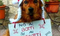 Botti di Capodanno: dieci regole per proteggere gli animali