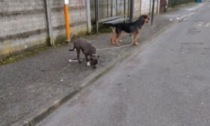 Cani legati con un cavo elettrico e una catena alla fermata del bus e abbandonati