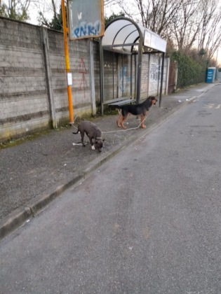 Cani legati con un cavo elettrico e una catena alla fermata del bus e abbandonati
