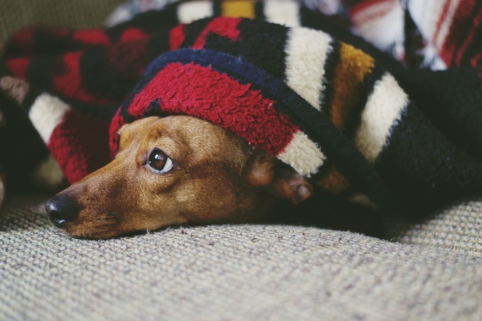Come preparare la casa per vivere con cani e gatti