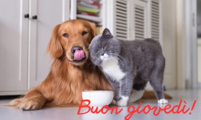 Buongiorno buon giovedì 16 gennaio 2025: frasi e immagini gratis da