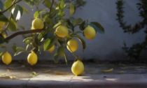 Le principali cause di calo nella produzione di limoni: prevenzione e soluzioni