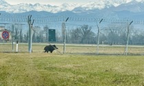 Il video del cinghiale a spasso sulla pista dell'aeroporto