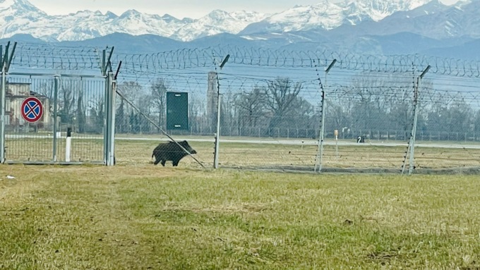 Il video del cinghiale a spasso sulla pista dell’aeroporto