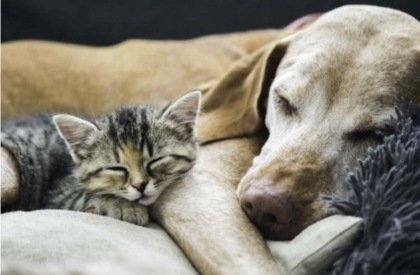 Bonus animali domestici 2025: a chi spetta e cosa fare
