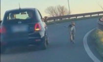 Auto con il cane al guinzaglio sul cavalcavia dell'autostrada a 40 Km/h. Il video che fa indignare