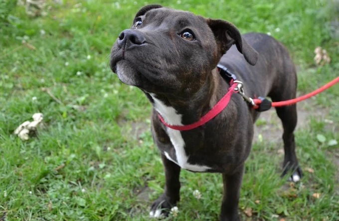 Patentino per cani pericolosi: l’elenco delle 26 razze