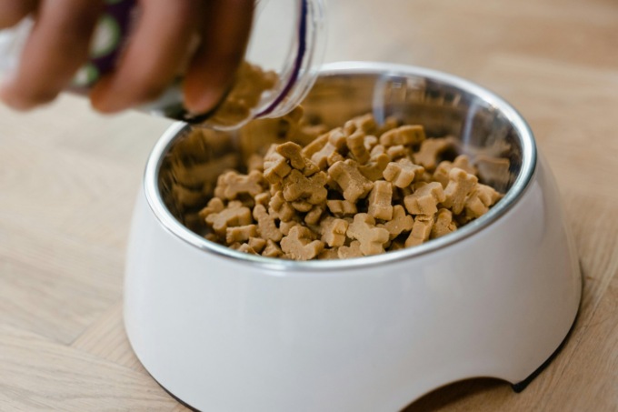 Salmonella nel cibo per cani Carrefour: il prodotto a rischio e cosa fare se il vostro animale lo ha già mangiato