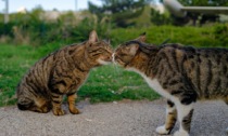 Lunedì 17 febbraio 2025 è la festa del gatto: le frasi più belle per celebrare i mici