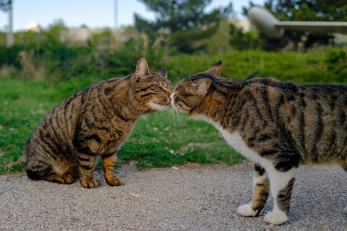 Lunedì 17 febbraio 2025 è la festa del gatto: le frasi più belle per celebrare i mici