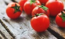 Super pomodori in arrivo: si studiano resistenti al cambiamento climatico