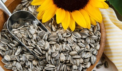 Salmonella nei semi di girasole e nel mix di semi: i prodotti e i lotti a rischio ritirati dai supermercati