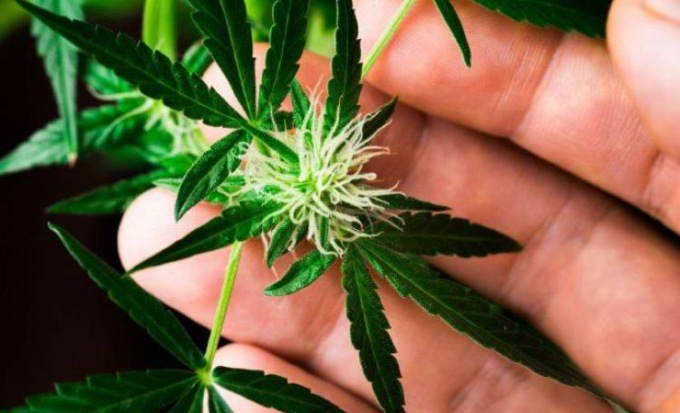 Il Decreto Sicurezza minaccia il settore della cannabis light: 30.000 posti di lavoro a rischio