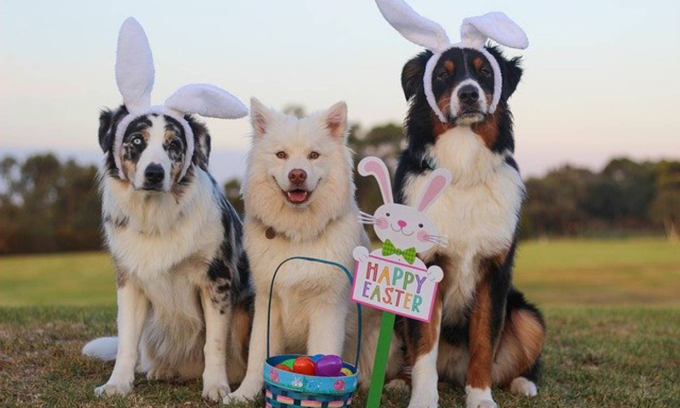 auguri di pasqua con immagini