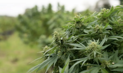 Il Decreto Sicurezza minaccia il settore della cannabis light: 30.000 posti di lavoro a rischio