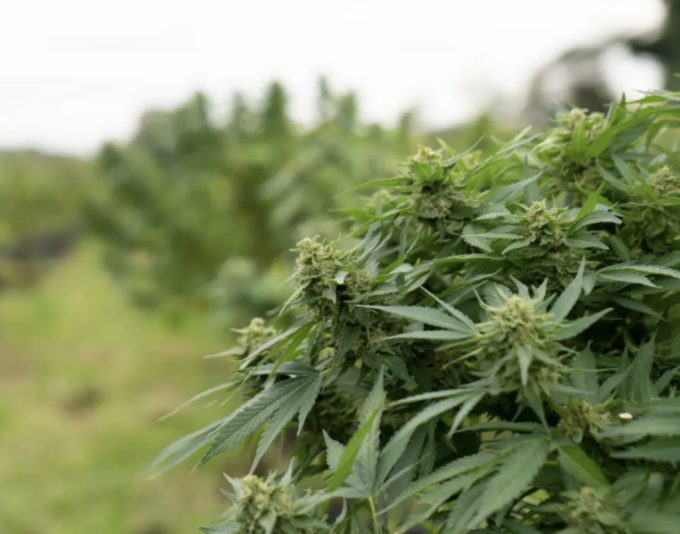 Il Decreto Sicurezza minaccia il settore della cannabis light: 30.000 posti di lavoro a rischio