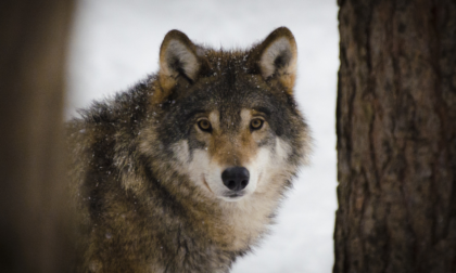 L’Europa declassa la protezione del lupo: le associazioni animaliste insorgono