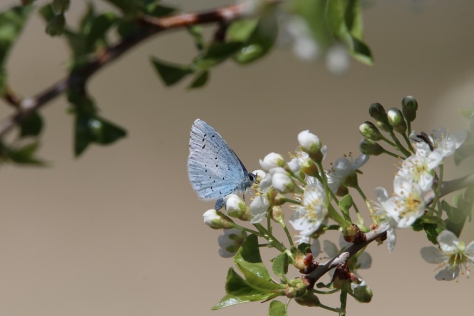 Biodiversità in Italia, il nostro paese è leader nella salvaguardia della specie