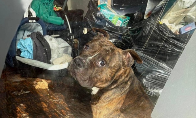 Chi maltratta gli animali andrà in carcere. Cosa dice la nuova legge: pene e sanzioni