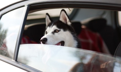 Viaggiare con animali domestici: consigli utili per partire sereni