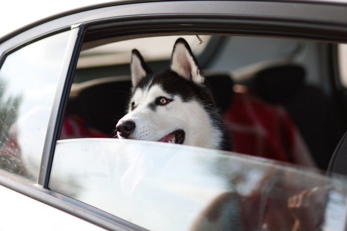 Viaggiare con animali domestici: consigli utili per partire sereni