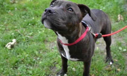 Cani pericolosi: l'elenco delle 26 razze per le quali potrebbe servire il patentino