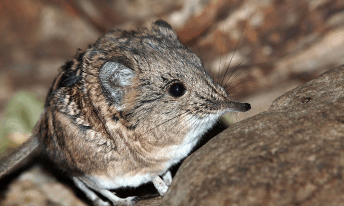 Che cos’è il virus Borna che ha ucciso una persona in Germania