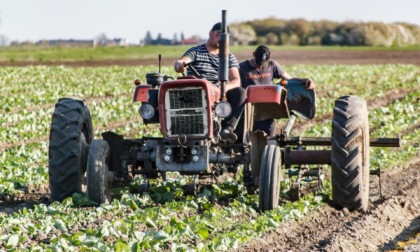 Troppo caldo per lavorare, operaio 50enne muore nei campi: quando scatta il divieto per le temperature alte