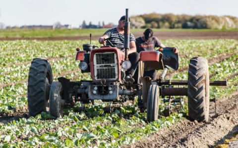 Troppo caldo per lavorare, operaio 50enne muore nei campi: quando scatta il divieto per le temperature alte