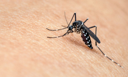 Focolaio West Nile nel Lazio: 82enne muore in provincia di Roma, sei casi a Latina