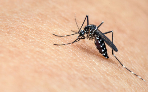 West Nile, morto a Latina un uomo di 77 anni: è la quinta vittima nel Lazio
