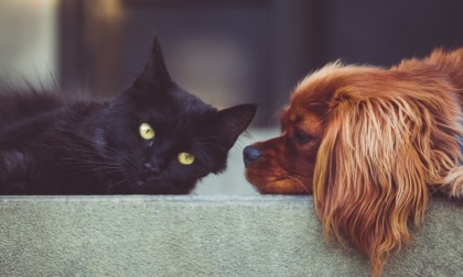 Cani e gatti, come proteggerli dal caldo?