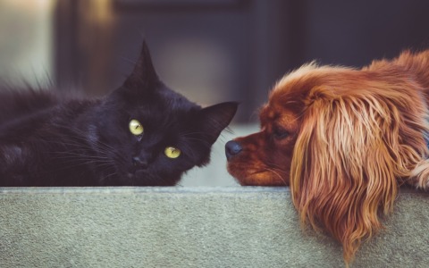 Congedi e permessi per malattia o morte di cani e gatti domestici: cosa dice la proposta di legge