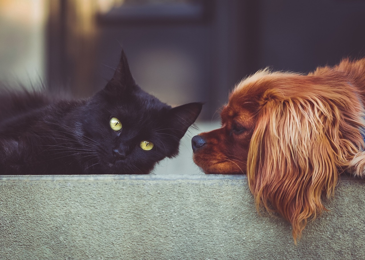 Cani e gatti, come proteggerli dal caldo?