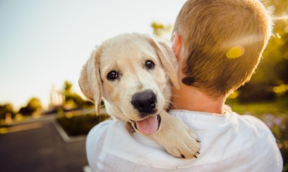 Giornata del cane: un’occasione speciale per celebrare il nostro amico a quattro zampe