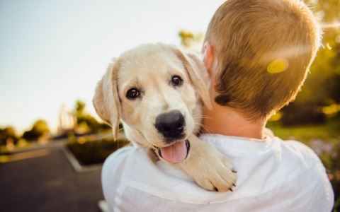 Giornata del cane: un’occasione speciale per celebrare il nostro amico a quattro zampe