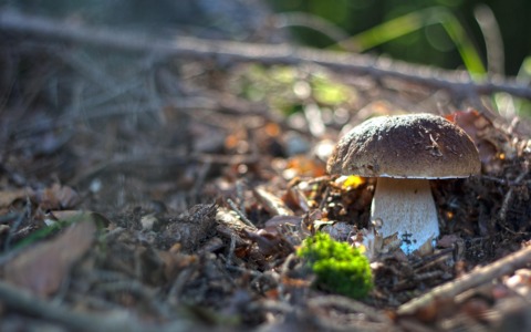 Raccolta dei funghi: le regole da seguire per sicurezza e rispetto dell’ambiente