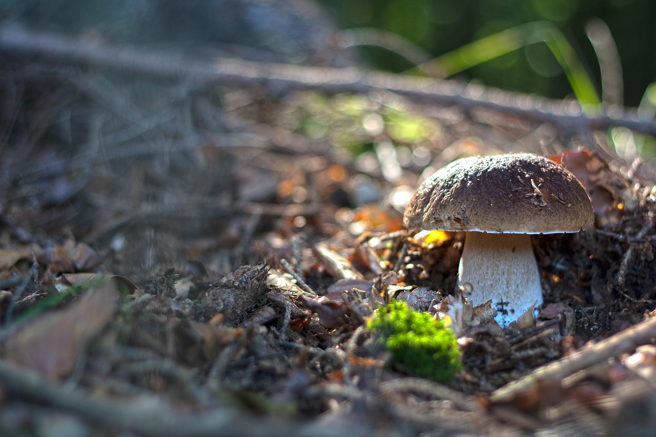 Raccolta dei funghi: le regole da seguire per sicurezza e rispetto dell’ambiente