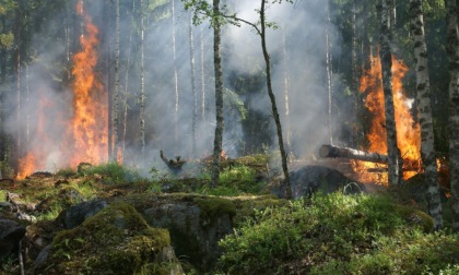 Incendi dolosi, Meritocrazia Italia: difendere il territorio è un dovere civico
