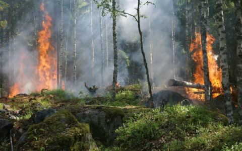 Incendi dolosi, Meritocrazia Italia: difendere il territorio è un dovere civico