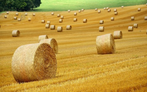 Molte delle proposte di politica agricola avanzate da Meritocrazia Italia sono attuate nel piano del Ministro Lollobrigida