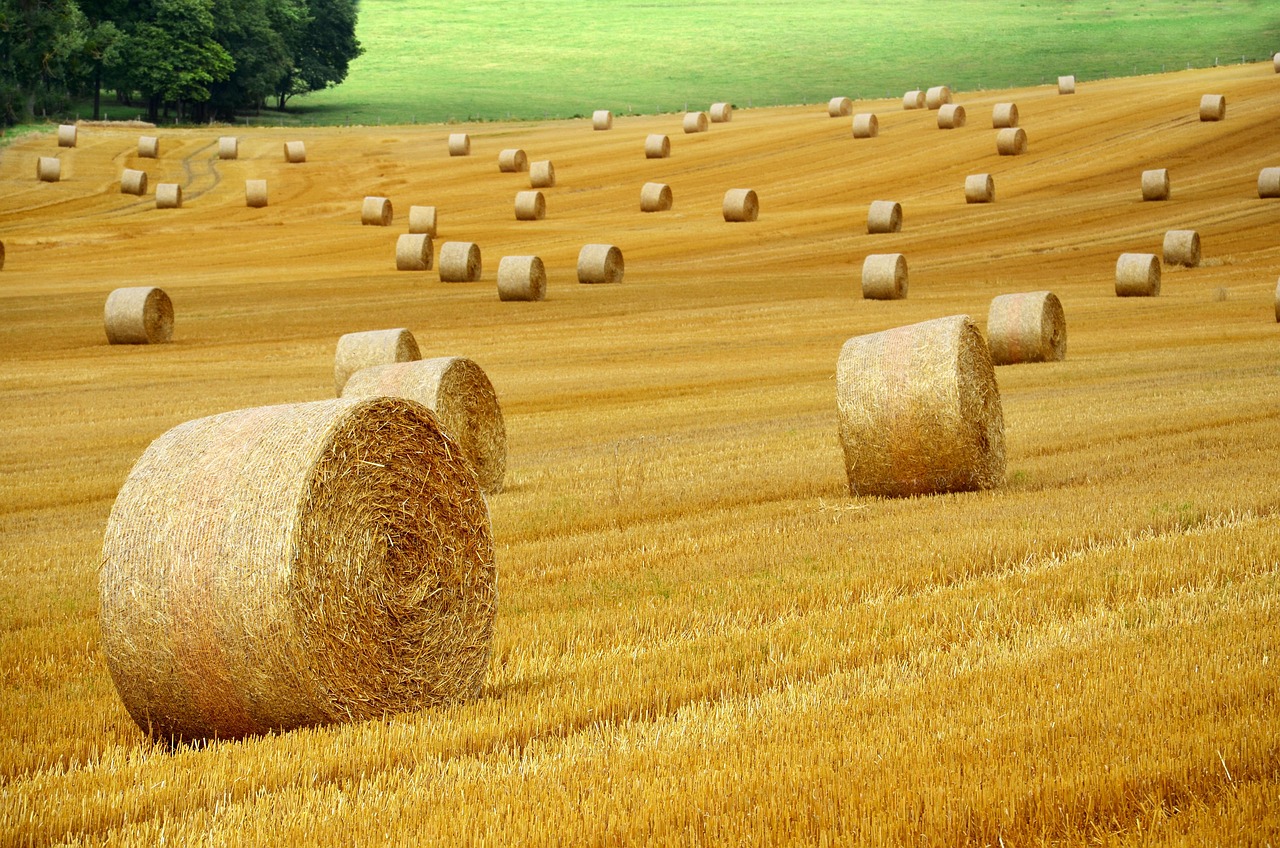 Molte delle proposte di politica agricola avanzate da Meritocrazia Italia sono attuate nel piano del Ministro Lollobrigida