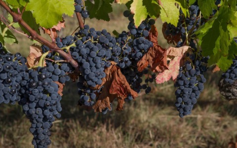 Vendemmia 2025, uve in salute promettono un’ottima annata