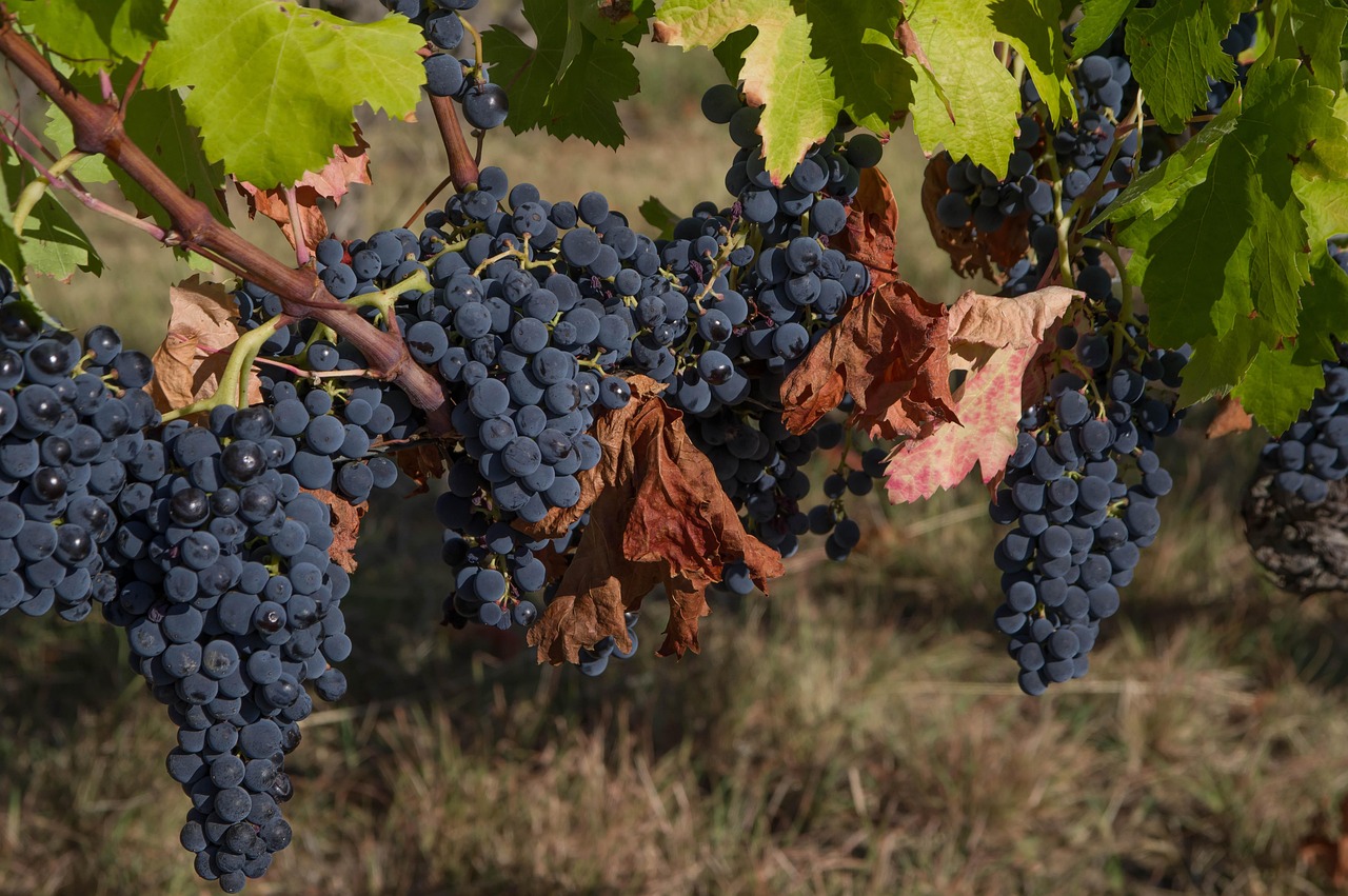 Vendemmia 2025, uve in salute promettono un’ottima annata