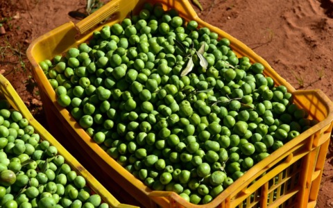 Raccolta delle olive, al via la nuova campagna: previsto +30% della produzione